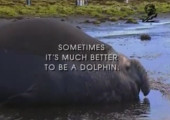 TV Advertisement Screenshot