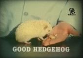 TV Advertisement Screenshot